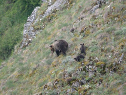 La Fundaci&oacute;n Oso Asturias acoge un seminario internacional sobre rehabilitaci&oacute;n de osos pardos