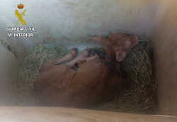 La Guardia Civil libera a 26 animales en estado de abandono en Praves e investiga a una pareja