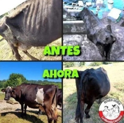 La Manada C&aacute;ntabra tratar&aacute; hoy de evitar la devoluci&oacute;n de cinco vacas "maltratadas" a su due&ntilde;o
