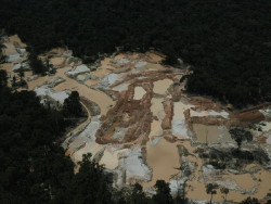 La miner&iacute;a ilegal de oro destruy&oacute; m&aacute;s de 4.000 hect&aacute;reas en la Amazon&iacute;a entre 2023 y 2024, seg&uacute;n Greenpeace