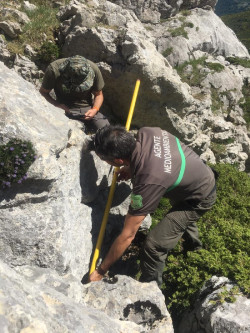 La osa adulta despe&ntilde;ada tras el ataque de un macho en la Monta&ntilde;a Palentina sigue con vida y refugiada en una cueva