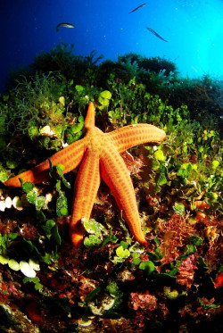 La recuperaci&oacute;n del bosque submarino ofrece esperanzas para la restauraci&oacute;n marina en todo el mundo