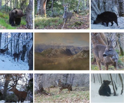 La Red de Seguimiento de la Fauna Silvestre obtuvo m&aacute;s de 6.000 contactos visuales con ejemplares en 2021