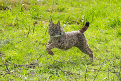Lince, oso pardo, &aacute;guila, halc&oacute;n, delf&iacute;n, orca o nutria: los otros carn&iacute;voros protegidos por el LESPRE, adem&aacute;s del lobo