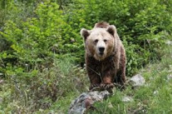 Localizado "vivo" y con una  ostensible  cojera" el oso que fue disparado por un cazador en una cacer&iacute;a de jabal&iacute;