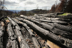Los 27 piden ampliar penas e incluir nuevos delitos medioambientales como el tr&aacute;fico de madera
