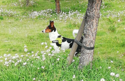 Los animales son a partir de hoy seres "sintientes"