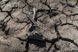 Los embalses pierden esta semana casi 200 hm3 y bajan al 31,7% de su capacidad total, su peor cifra en 27 a&ntilde;os