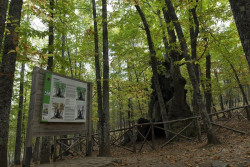 Los pa&iacute;ses que albergan el 85% de los bosques del planeta prometen, otra vez, frenar su deforestaci&oacute;n en 2030