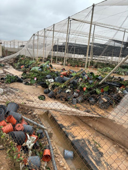 Los viveros sufren destrozos millonarios y urgen ayudas para regar plantas y reconstruir