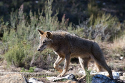 MITECO acabar&aacute; el censo del lobo "como estaba previsto" y estudia "todas las posibilidades" para protegerlo