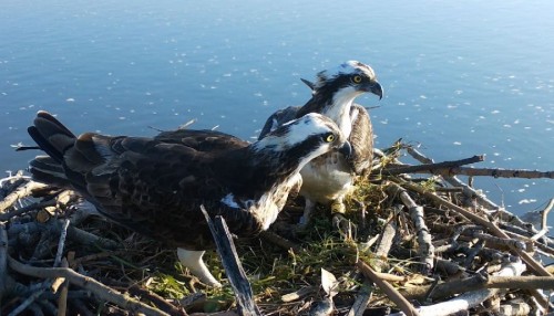 Nacen tres águilas pescadoras en la bahía de Santander