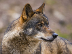 Ocho peticiones re&uacute;nen 4.100 firmas para volver a proteger al lobo tras permitirse su caza al norte del Duero
