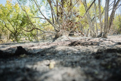 Organizaciones ecologistas exigen medidas "contundentes" contra las causas que originan incendios forestales