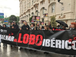 PACMA exige devolver al lobo al LESPRE con una protesta frente al Congreso: "&iexcl;Lobo vivo, lobo protegido!"