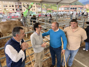 Potes celebra un concurso-exposición de raza parda de montaña con más de 130 reses