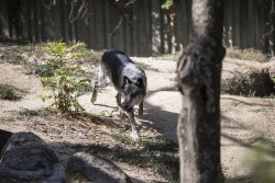 PP, Vox, Junts y PNV pueden finiquitar hoy en el Congreso la protecci&oacute;n del lobo al norte del Duero