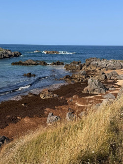 Recogidas 6.000 toneladas de algas en las playas de Noja y Santo&ntilde;a, 4.000 en la &uacute;ltima semana