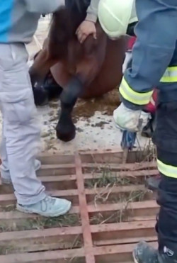 Rescatada una yegua atrapada en un paso canadiense de San Sebasti&aacute;n de Garabandal