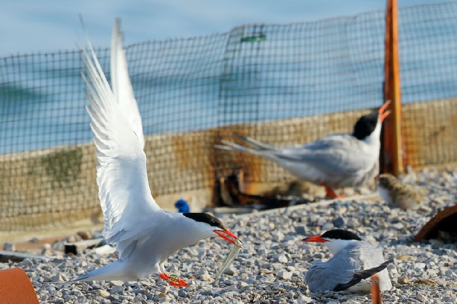 Se elevan a cuatro los casos de gripe aviar en Cantabria tras detectar uno en un charrán