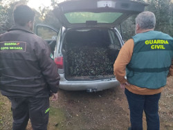 Seis detenidos en Puente Genil y Santaella por el robo de 6.000 kilos de aceitunas