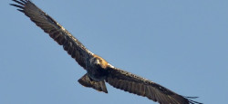 SEO/BirdLife alerta que la mayor superficie quemada en areas importantes para aves y biodiversidad est&aacute; en el norte