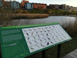 SEO/BirdLife desarrolla una reserva ornitol&oacute;gica en el Parque de Las Llamas de Santander