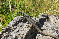 Un centenar de expertos analizar&aacute;n en Cantabria los retos y oportunidades de anfibios y reptiles en Europa