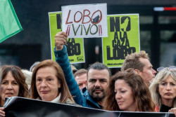 Un centenar de organizaciones se manifiestan el domingo en Madrid para exigir protecci&oacute;n estricta del lobo ib&eacute;rico