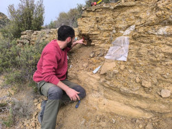 Una investigaci&oacute;n revela nuevos grupos de dinosaurios herb&iacute;voros en el Jur&aacute;sico a trav&eacute;s de f&oacute;siles de Teruel y Valencia