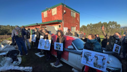 V&Iacute;DEO: La protesta de m&aacute;s de 100 personas evita de momento la devoluci&oacute;n de cinco vacas "maltratadas" a su due&ntilde;o