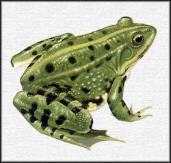 Adiós, Leticia, adiós 