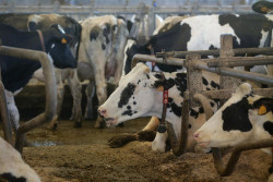 Agricultores y ganaderos piden cautela y tener m&aacute;s informaci&oacute;n de fuentes oficiales respecto al virus Shamonda