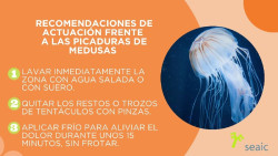 Alerg&oacute;logos piden "no infravalorar" las picaduras de medusas y dan recomendaciones para tratarlas