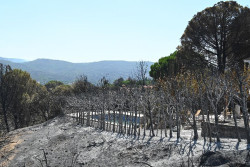 Alianza Verde pide prohibir la caza en las zonas afectadas por los incendios y priorizar la recuperaci&oacute;n de ecosistemas