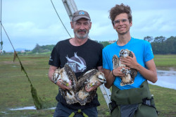 Anillada la tercera generación de águilas pescadoras en la Bahía de Santander