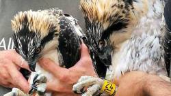 Anilladas las tres águilas pescadoras nacidas en la Bahía de Santander