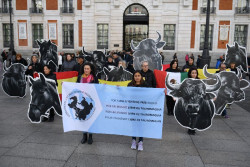 Antitaurinos exigen en Madrid el fin de la tauromaquia con ayuda del ministro "Urtasun 