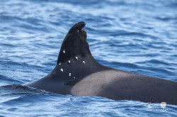 Aparece una orca ib&eacute;rica en aguas de Gibraltar con posibles marcas de perdigones