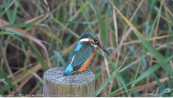  As&iacute; reaccionar&aacute; la naturaleza: Aves a sus dormideros, insectos cambian su actividad y las flores se cierran