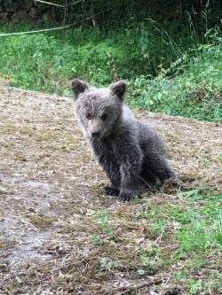 Asturias pone en marcha el programa de geolocalización de osos pardos con ejemplares habituados a los humanos