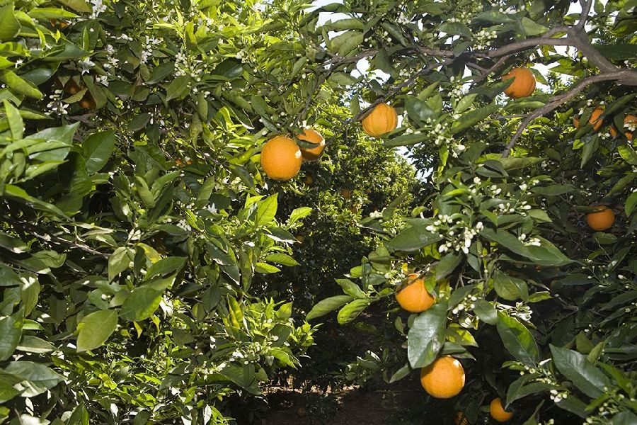 AVA-Asaja avisa de la entrada a UE de las primeras naranjas de Egipto con residuos y fitosanitarios prohibidos