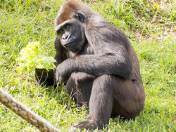 Cab&aacute;rceno cede al Zoo de Praga un ejemplar hembra de gorila con fines reproductivos