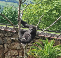 Cabárceno despide al gorila `N`Guvu`, trasladado al Zoo Botánico de Kazán (Rusia)