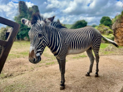 Cab&aacute;rceno participa en Par&iacute;s en la conferencia anual de la Asociaci&oacute;n Europea de Zool&oacute;gicos y Acuarios