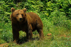 Cabárceno se compromete con la conservación del oso pardo en el Día Internacional de la Biodiversidad