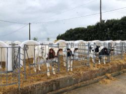 Cantabria abona m&aacute;s de 2,1 millones de euros a 575 explotaciones en ayudas al bienestar y sanidad animal bovina
