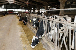 Cantabria aprueba un nuevo modelo de receta veterinaria para facilitar trámites a veterinarios y ganaderos