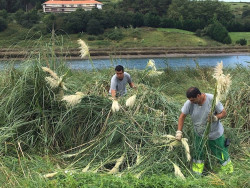 Cantabria celebra el D&iacute;a de la Red Natura 2000 con 100 hect&aacute;reas menos de plumero en sus espacios naturales protegidos