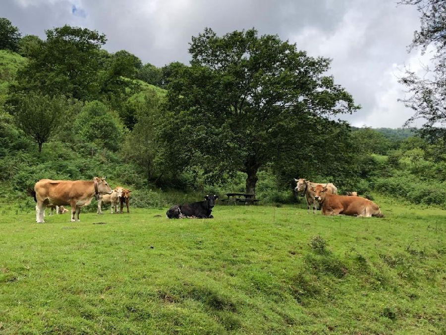 Cantabria comienza a pagar a 3.000 ganaderos los 5,2 millones en ayudas a las Zonas con Limitaciones Naturales